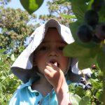 Toddler-Picking-Blueberries